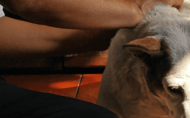 zecche-cane-protezione-malattia-lyme1680x300_01