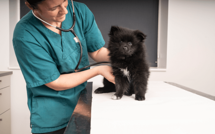 Small dog with vet
