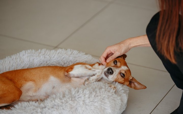 Dog inside with petowner