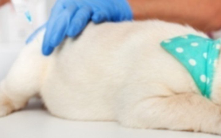virbac-quanti-vaccini-deve-fare-un-cane