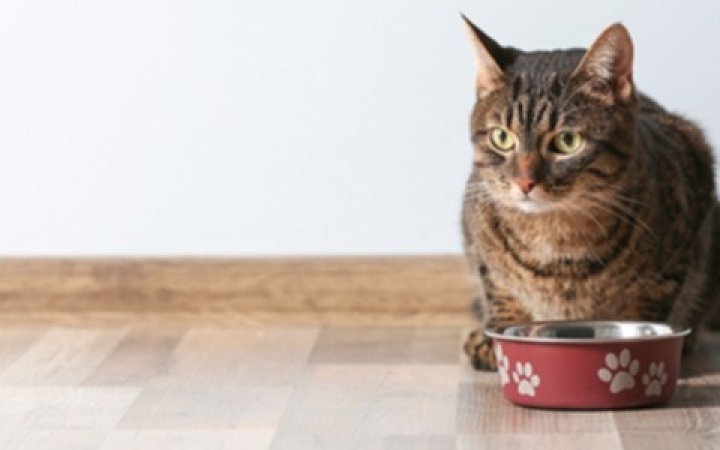 cibo-per-gatti-di-miglior-composizione