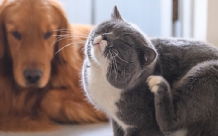 Virbac-antiparassiti-cane-gatto-banner