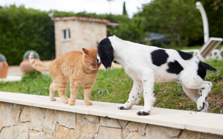 Dog and cat showing affection