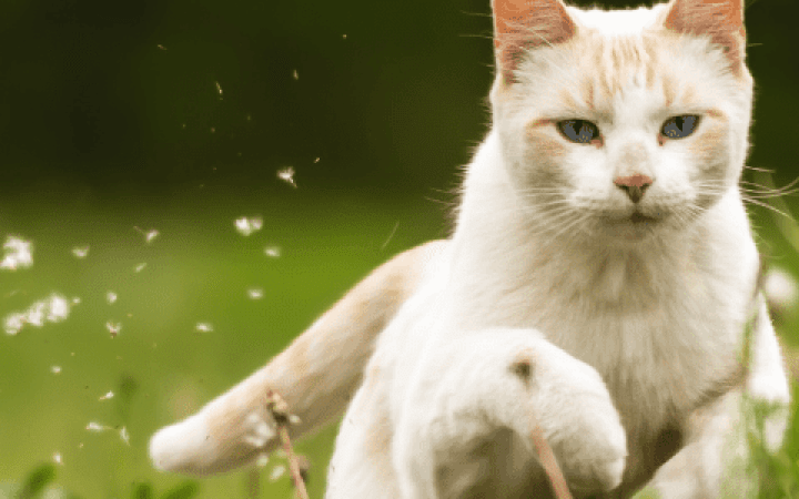 mobilità gatto (2)