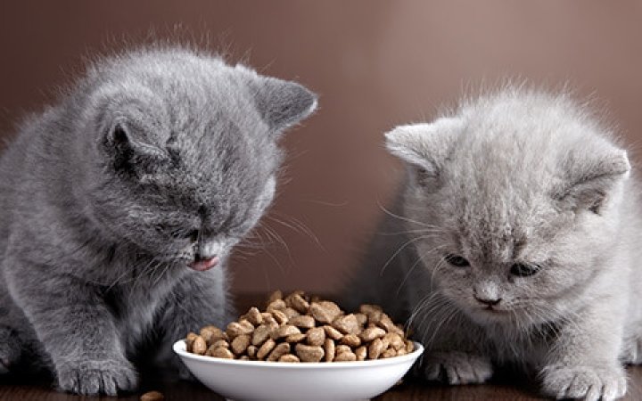 dieta-per-il-gatto