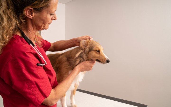 Ear examination at the vet
