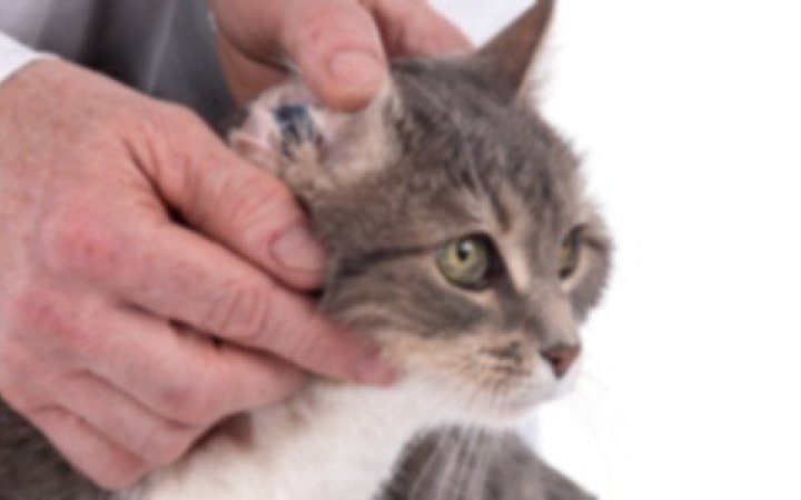Virbac-gatto-cura-otite-banner.jpg