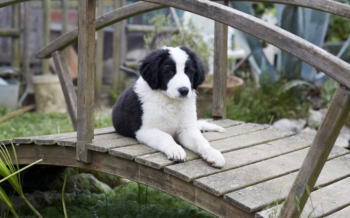 Puppy outdoor on a bridge