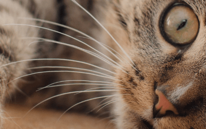 Gatto