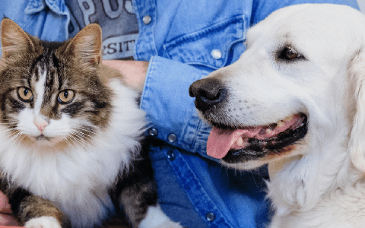 cane e gatto