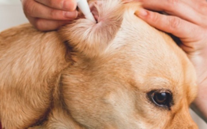 Virbac-cane-otite-banner.jpg