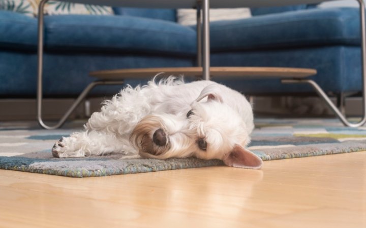 Dog lying on a carpet