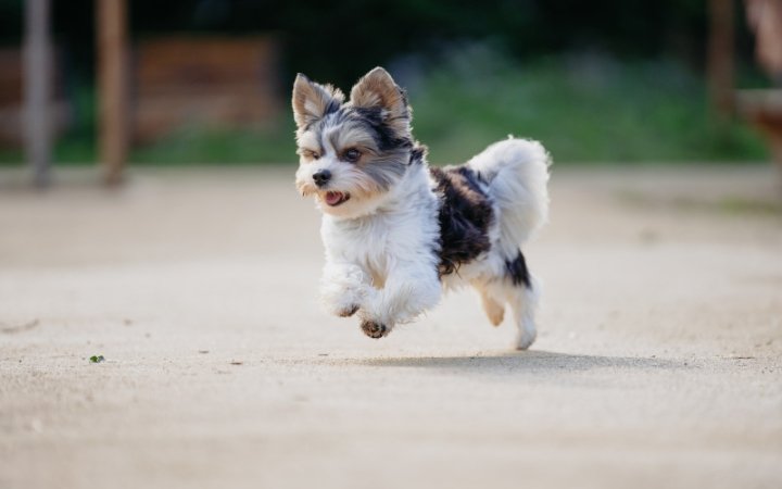 Small dog running outside