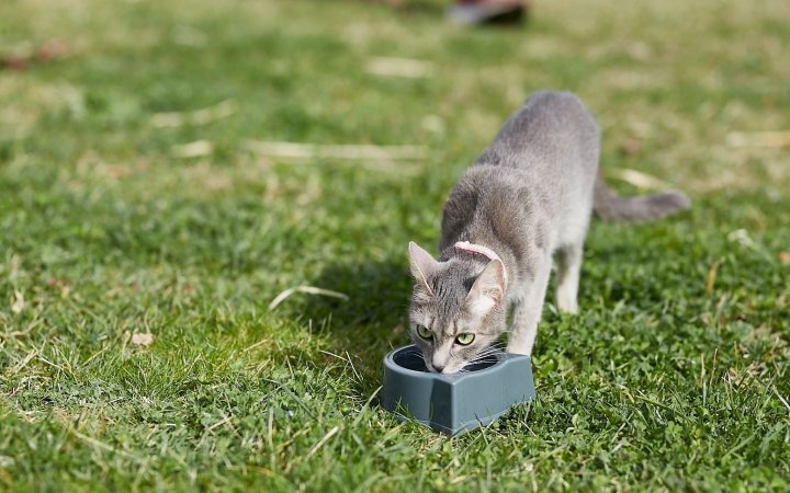 Gray cat drinking water from a bowl on green grass outdoors.