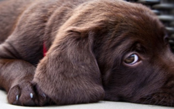 Virbac-cane-stressato--1.jpg