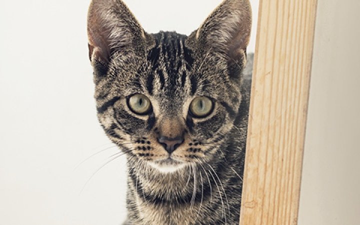 Virbac-gatto-stressato-1.jpg