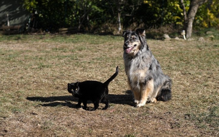 Cat and dog outside