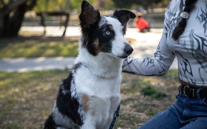 Dog outdoor with petowner