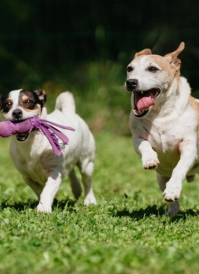 Two playful Jack Russell dogs running on grass, one carrying a purple toy in its mouth.