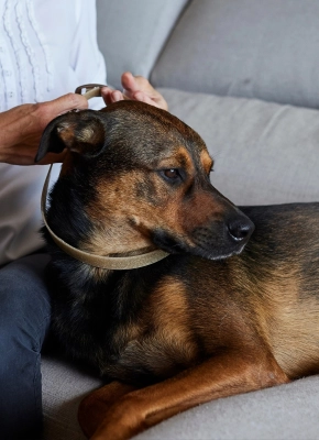 IT_Zenidog-Collar_Unity-visual_5_2026.jpg