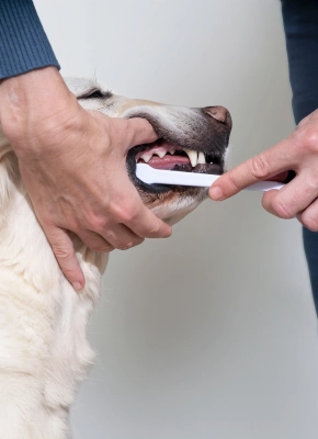 Dentrifricio