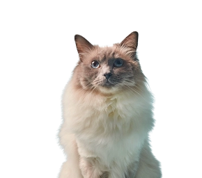 Fluffy Ragdoll cat with blue eyes and cream fur sitting against a light blue background.