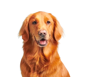 Golden Retriever dog with shiny reddish-golden fur sitting against a light blue background.
