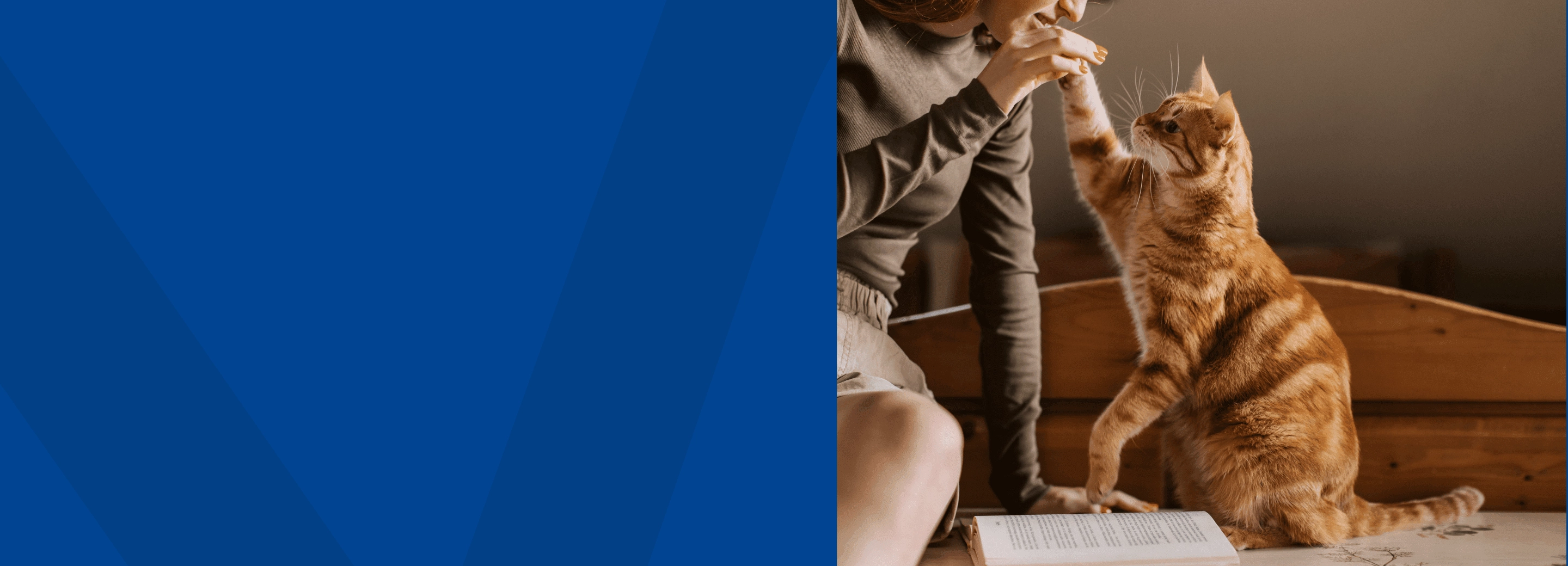 Cat_playing_indoor_with petowner_color + image banner