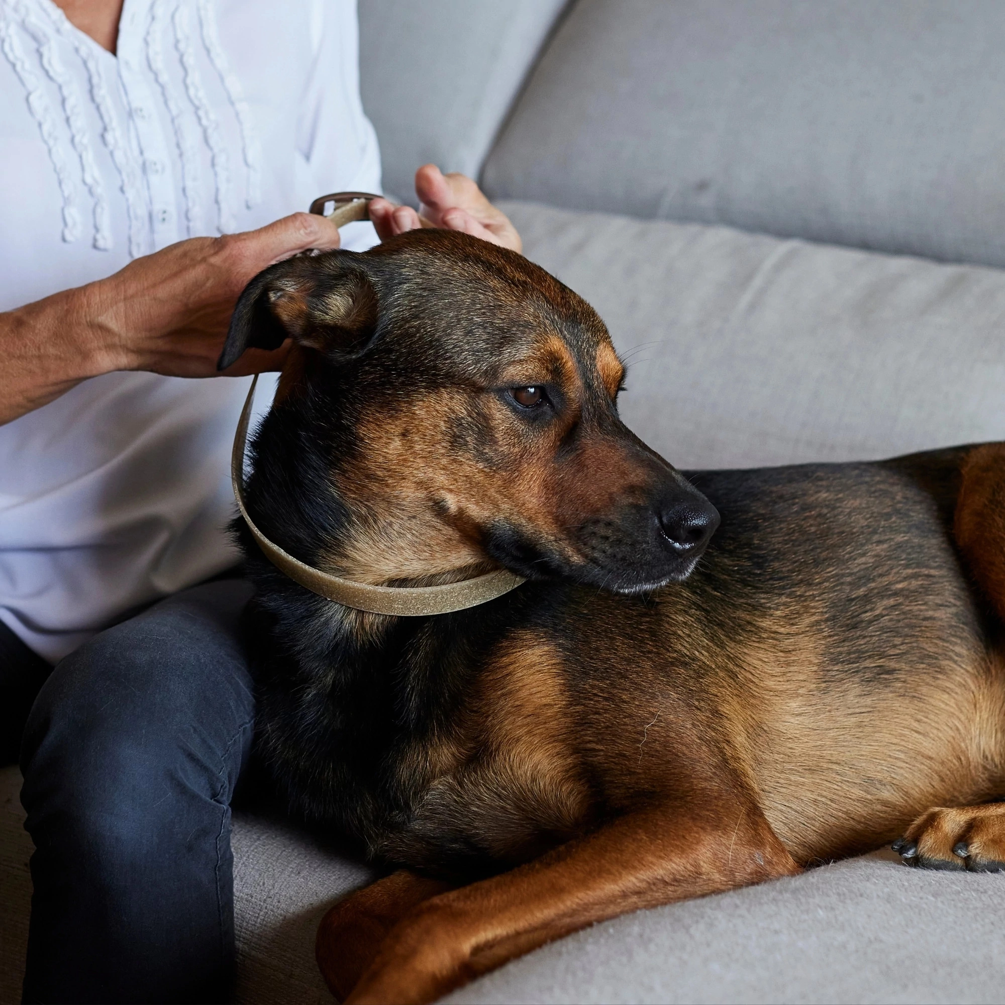 Collare Calmante A Feromoni Per Cani, 3 Pezzi, Durata 60 Giorni, Regolabile Per Tutte Le Taglie, Contro Ansia Da Viaggio E Rumori