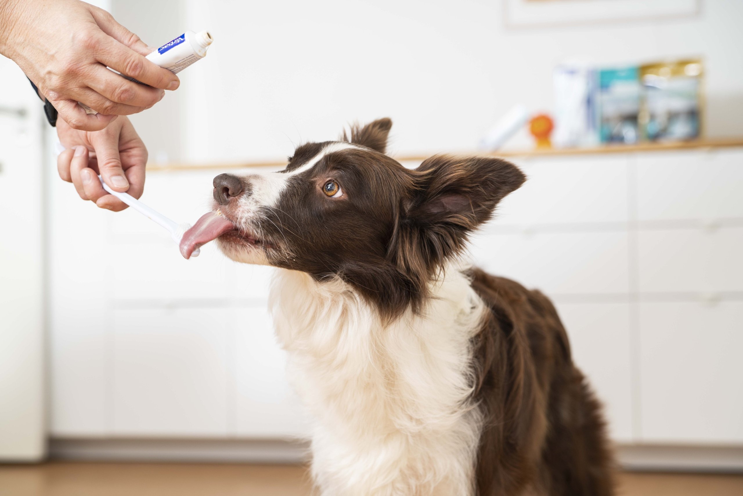QNQ Vendita Calda Forcipe Per Adulti Estrattore Dentale Pinza Estrattore Dentale - Foto 4