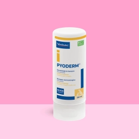 Pyoderm