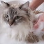 ITA_Pyoderm-Shampoo_Unity-visual_5_2026.jpg