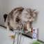 IT_Allermyl-Shampoo-for-Dogs--Cats_Unity-visual_5_2026.jpg