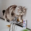ITA_Allermyl-Shampoo-for-Dogs--Cats_Unity-visual_5_2026.jpg