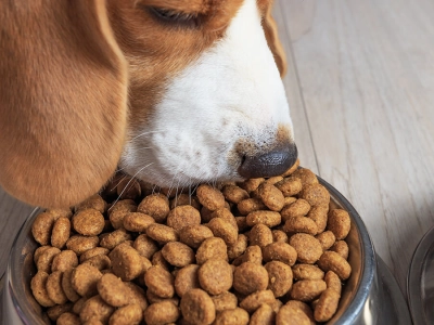 come-cambia-la-dieta-nella-vita-del-cane