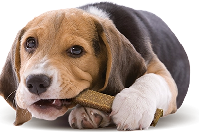 veggiedent-fresh-dog