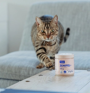 Reducir estrés gatos en casa