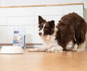 Cane obeso o in sovrappeso-3