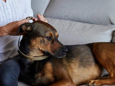 ES_Zenidog-collar_Visual-5_2026.jpg
