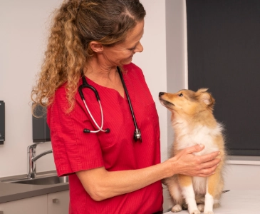 Cane obeso o in sovrappeso