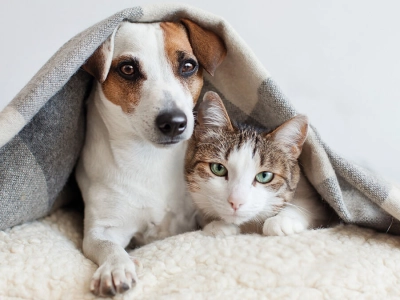 virbac-periodi-di-muta-del-pelo-del-cane-e-del-gatto