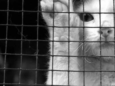 Virbac - Gatti randagi