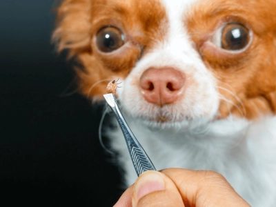 zecche-cane-protezione-malattia-lyme1350x675_02