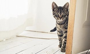 Virbac-gatto-stressato