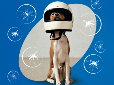 Antiparassitario per cani-2