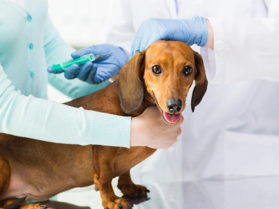 virbac-quando-vaccinare-il-cane