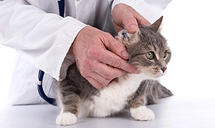 Virbac-gatto-cura-otite