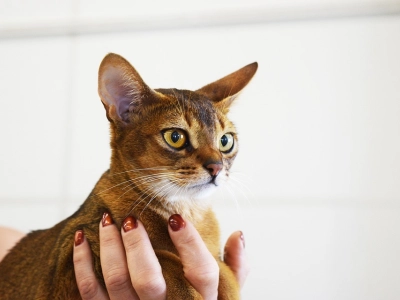 Virbac-orecchio-gatt