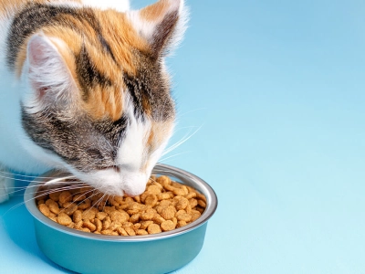 cosa-mangiano-i-gattini