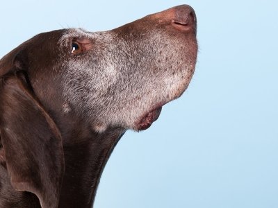 cane-vecchio-quale-cibo